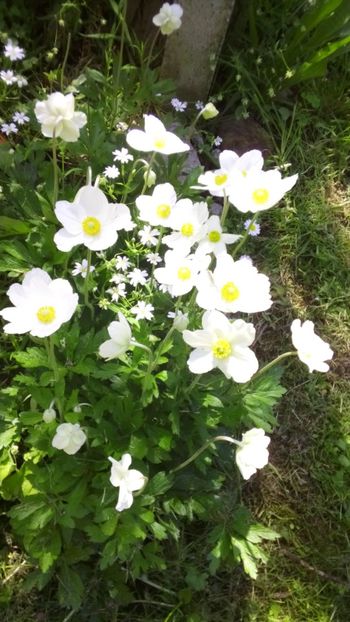  - Gradina 2018