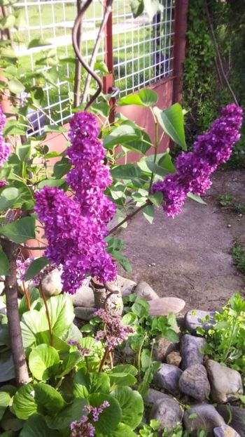  - Gradina 2018