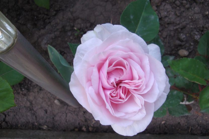  - Souvenir de la Malmaison