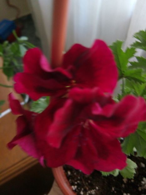  - Muscata englezeasca