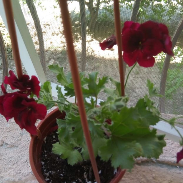  - Muscata englezeasca