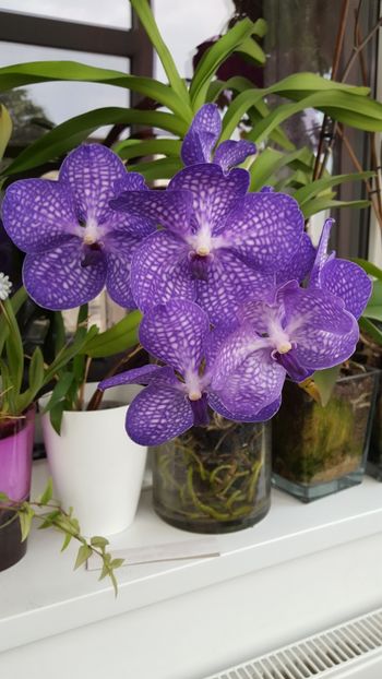 Mai 2018 - Orhidee Vanda