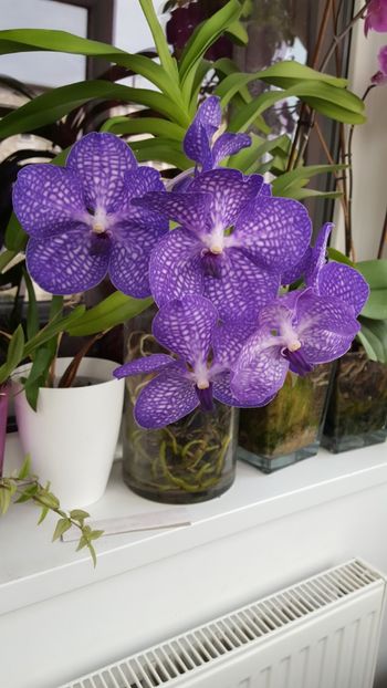 Mai 2018 - Orhidee Vanda