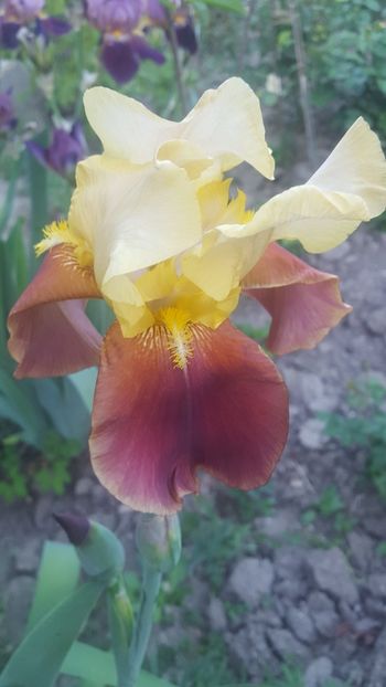  - ---------Flori -2018