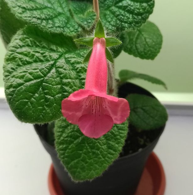  - EW Spring Melody 2017 - 2018