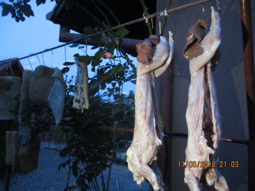 alte bunataturi !!! - SACRIFICARI