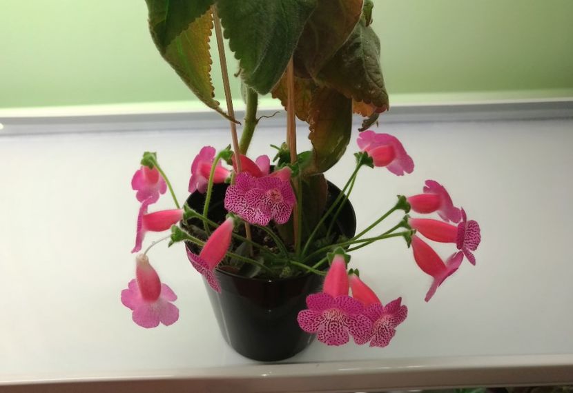 Kohleria Sunshine - Sunshine 2017 - 2018