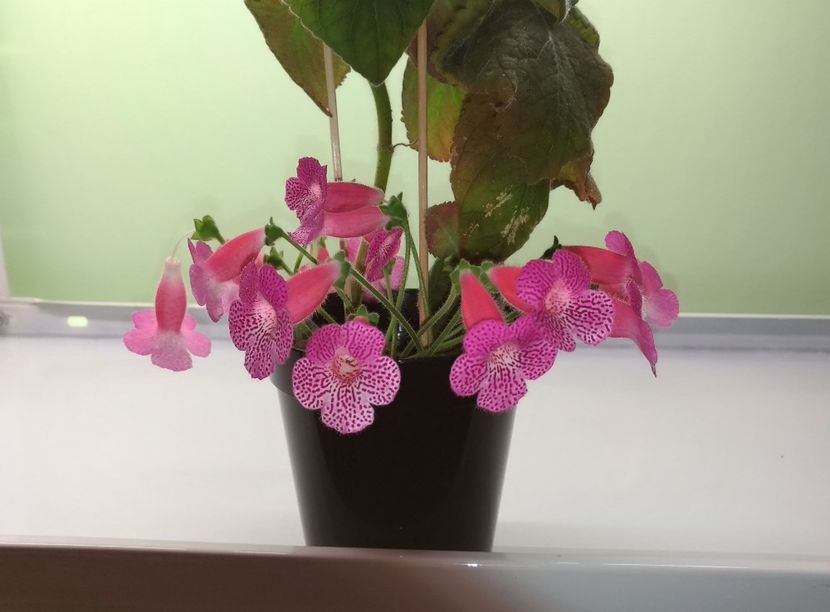  - Sunshine 2017 - 2018