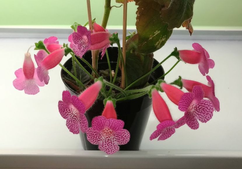  - Sunshine 2017 - 2018