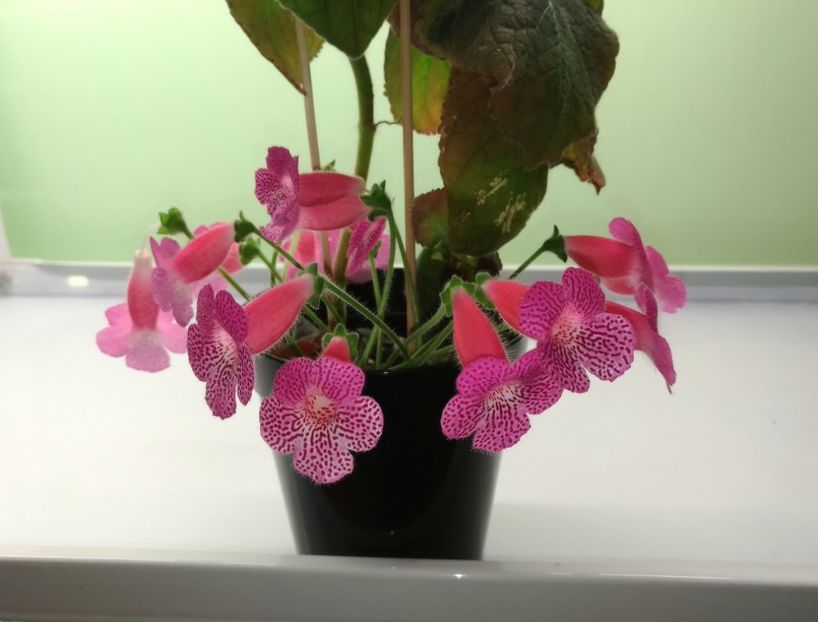  - Sunshine 2017 - 2018