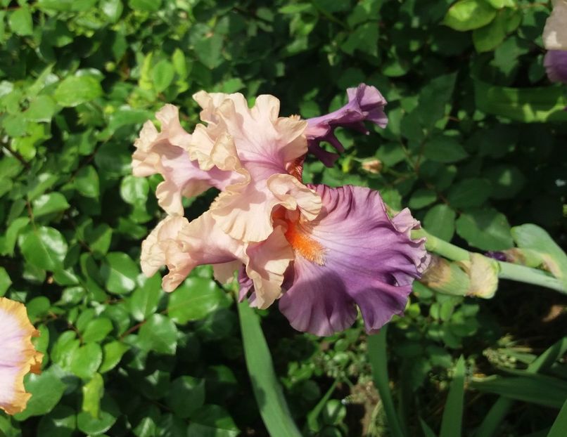 Photogenic - 2018 irisi