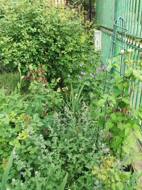  - 2018 plantele mele
