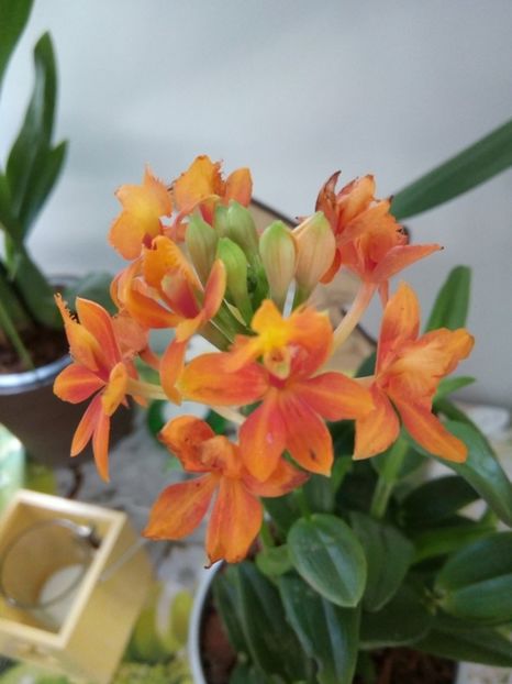 Epidendrum 14.04.2018 - florile mele dragi