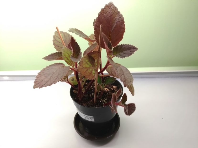 9.05.2018 - Smithicodonia 2018