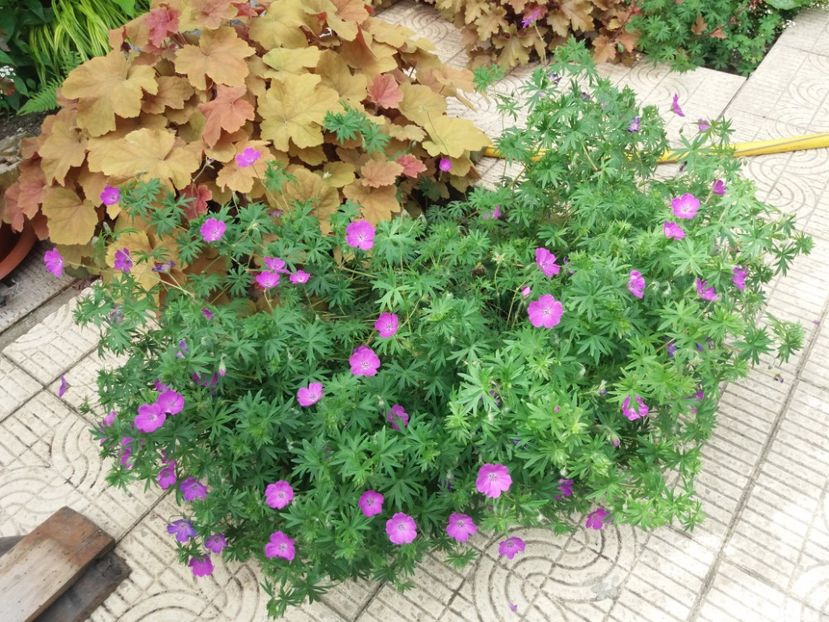  - 2018 plantele mele