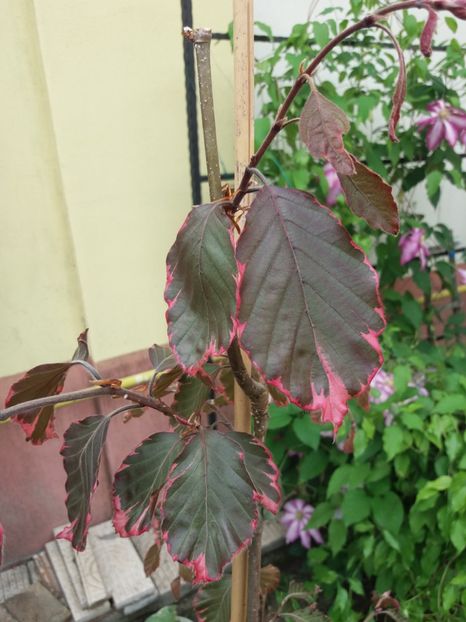  - 2018 plantele mele