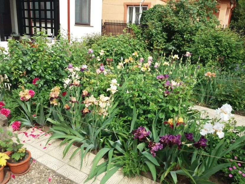  - 2018 plantele mele