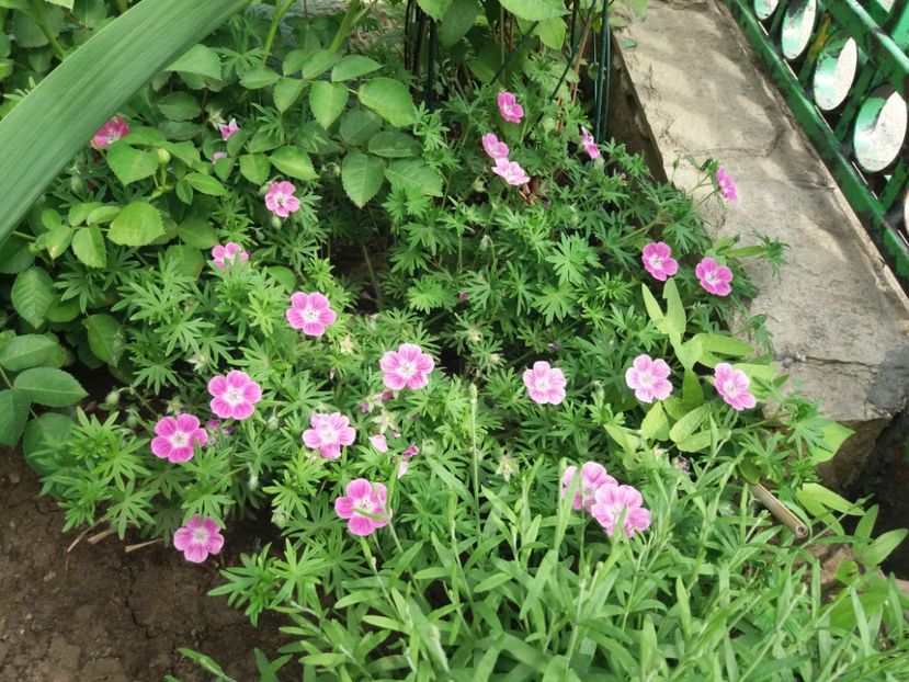  - 2018 plantele mele