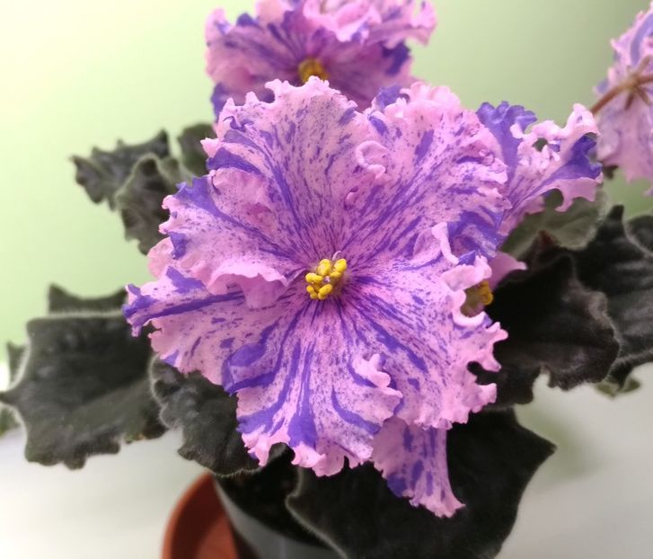 Zabiyaka - RS Zabiyaka