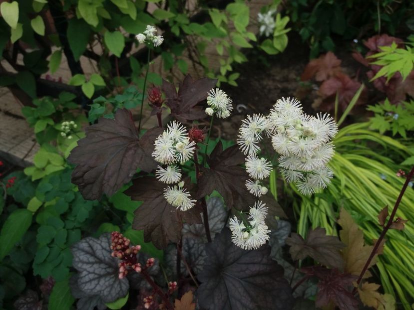 trebuia sa fie Thalictrum aquilegifolium :( - 2018 plantele mele