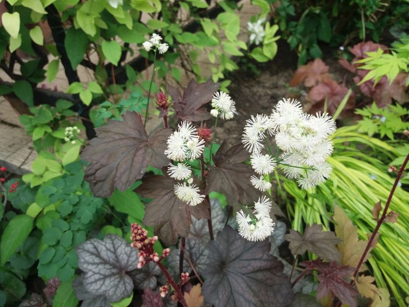  - 2018 plantele mele