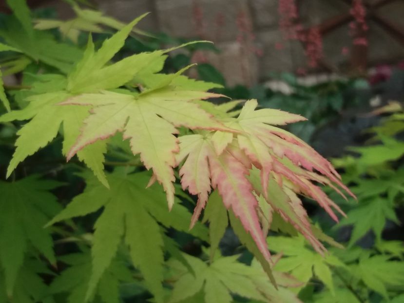  - 2018 plantele mele
