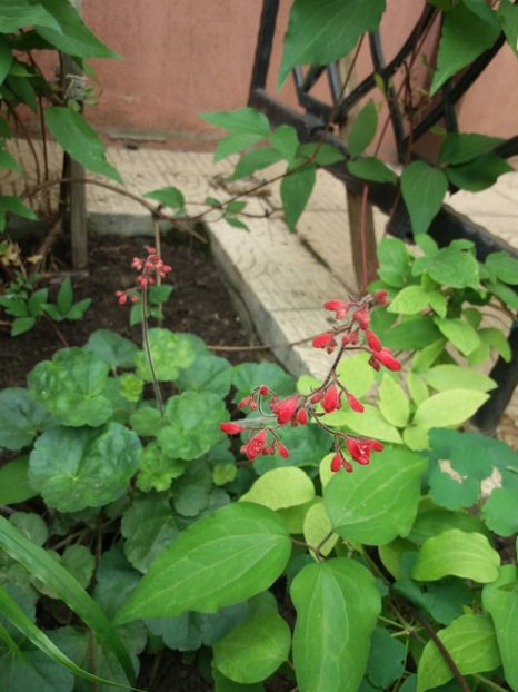  - 2018 plantele mele