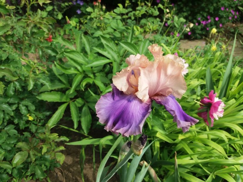 Florentine Silk? - 2018 irisi