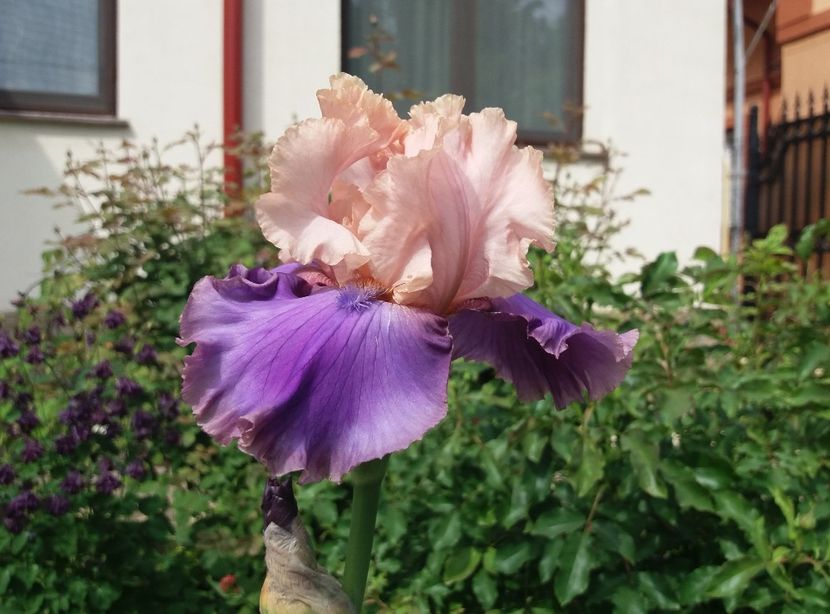 Florentine Silk? - 2018 irisi