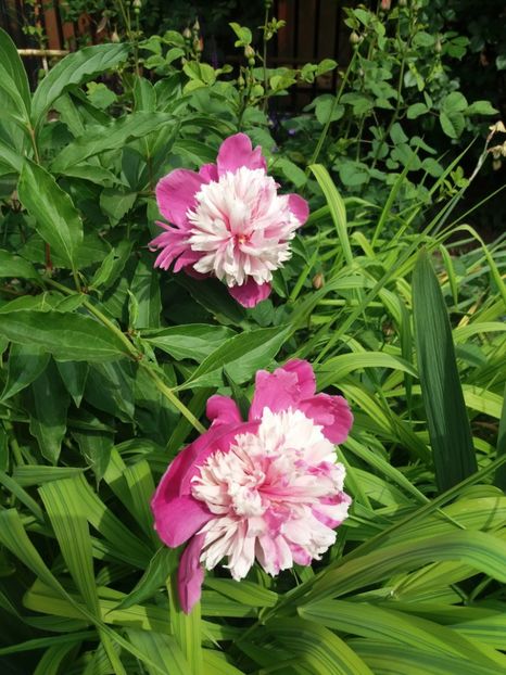 Bujor - Celebrity - 2018 plantele mele