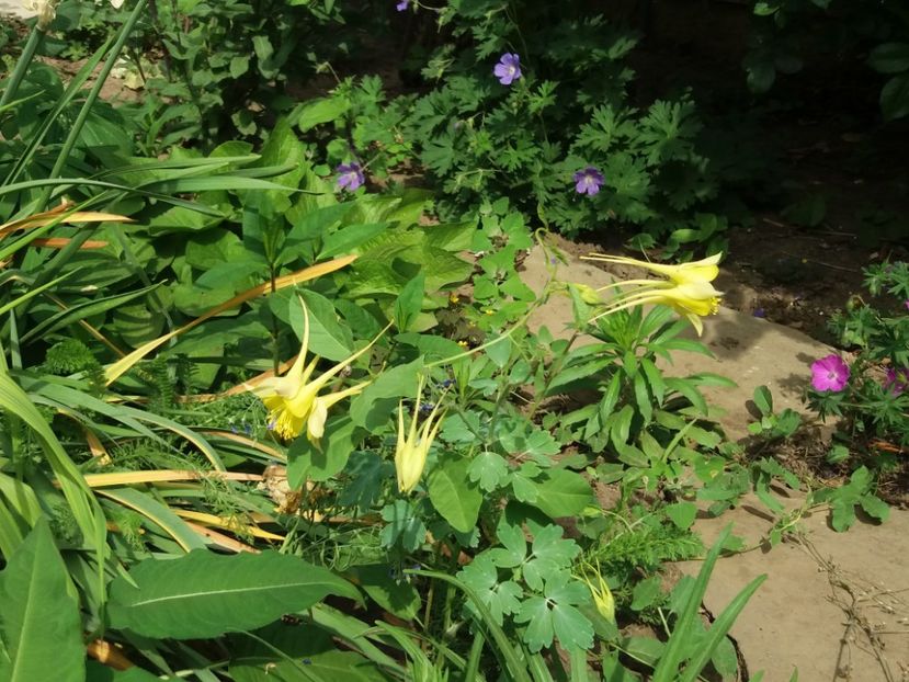  - 2018 plantele mele
