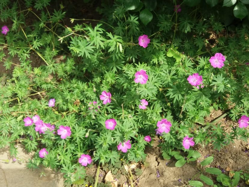  - 2018 plantele mele