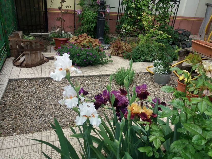  - 2018 plantele mele