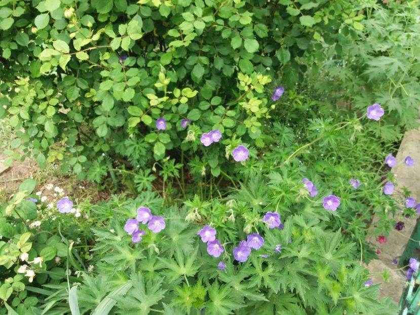  - 2018 plantele mele