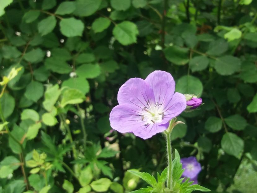  - 2018 plantele mele