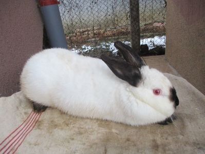 Fem. Californian !!! - X ARHIVA IEPURI CE AM AVUT