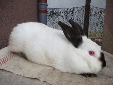 Prod. proprie 1 an !!! - X ARHIVA IEPURI CE AM AVUT