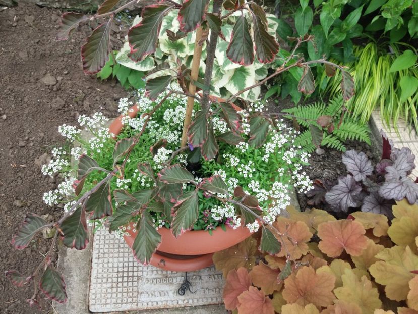  - 2018 plantele mele