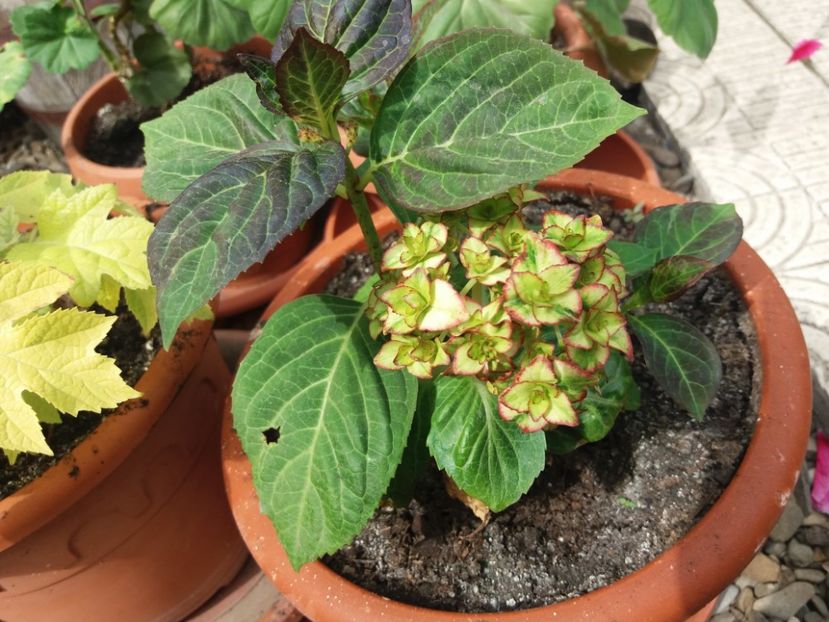  - 2018 plantele mele