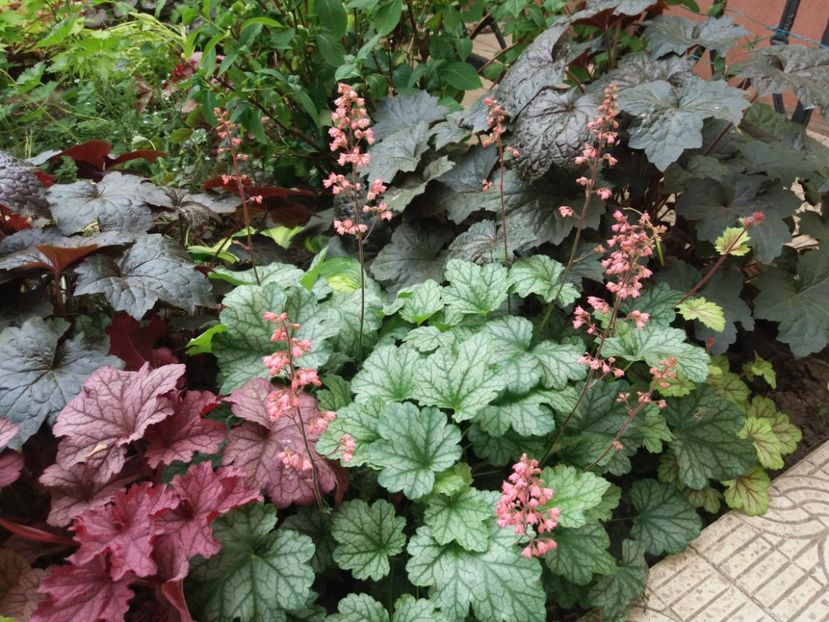  - 2018 plantele mele