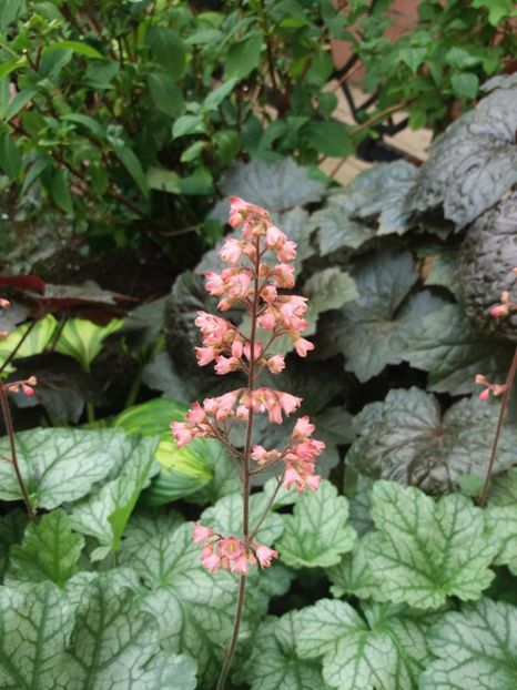  - 2018 plantele mele