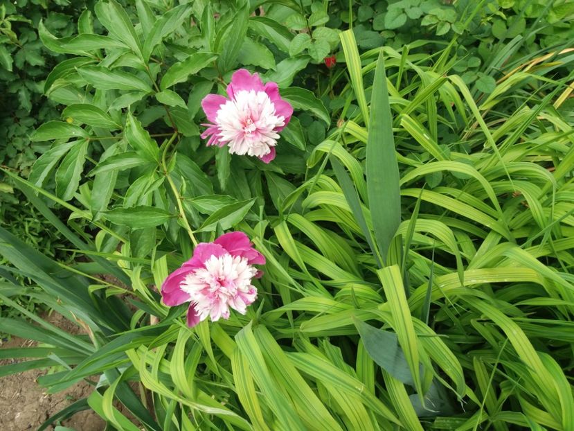 Bujor - Celebrity - 2018 plantele mele