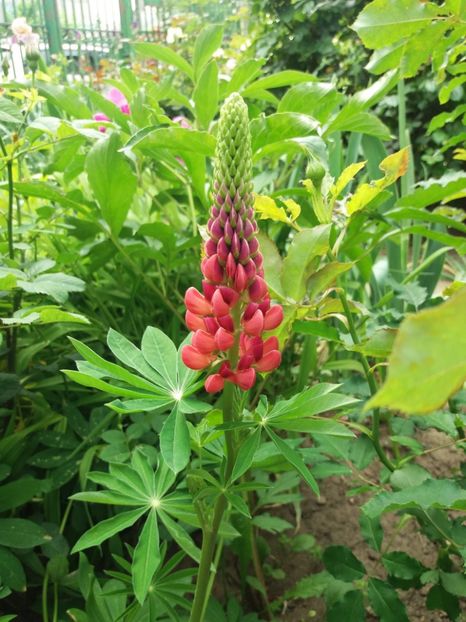  - 2018 plantele mele