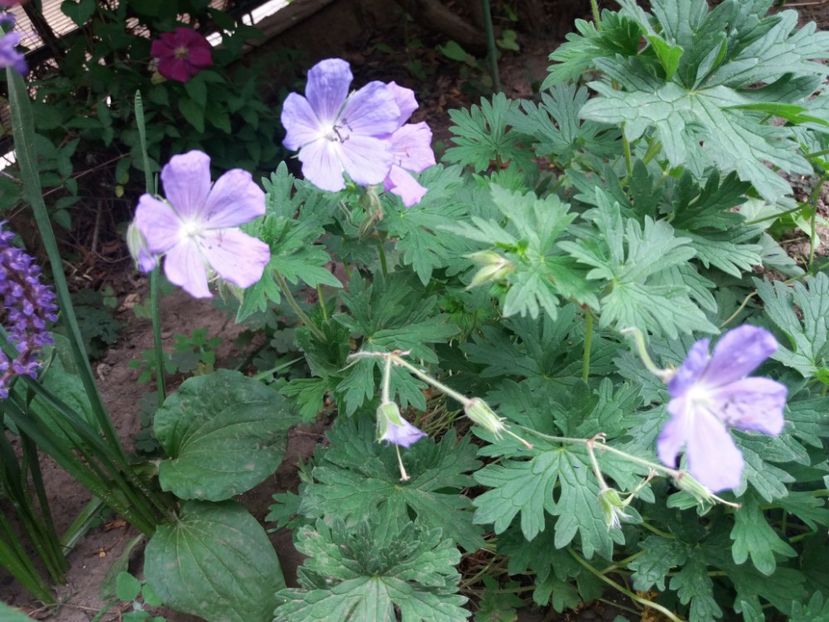  - 2018 plantele mele