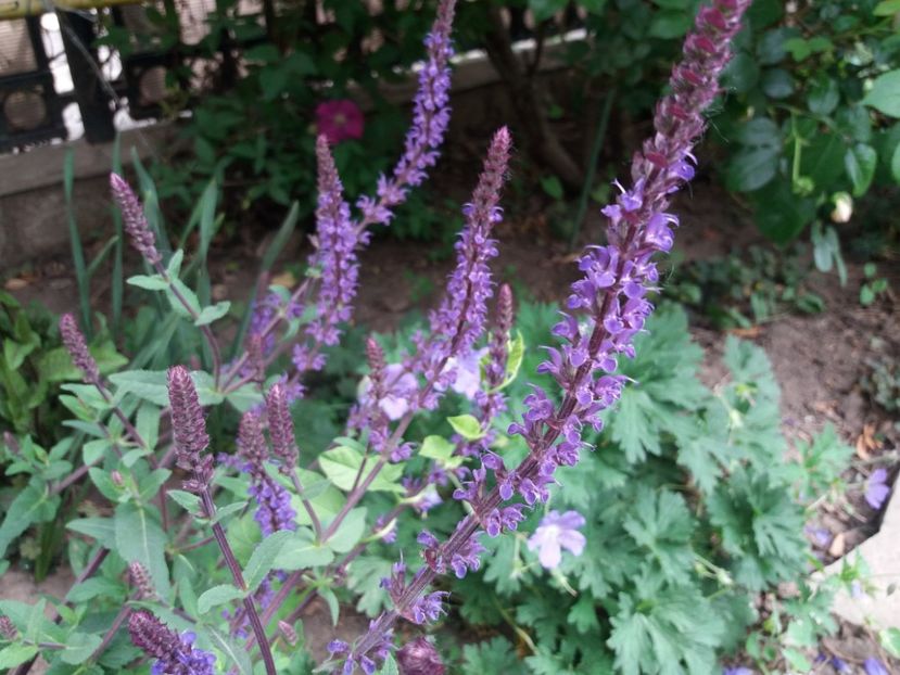  - 2018 plantele mele