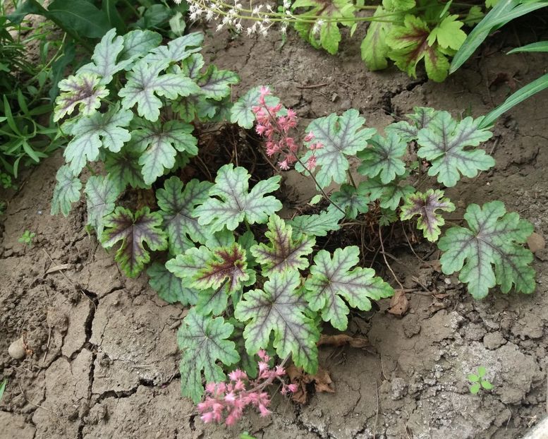  - 2018 plantele mele