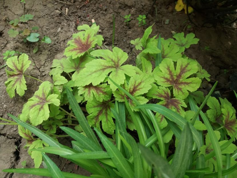  - 2018 plantele mele