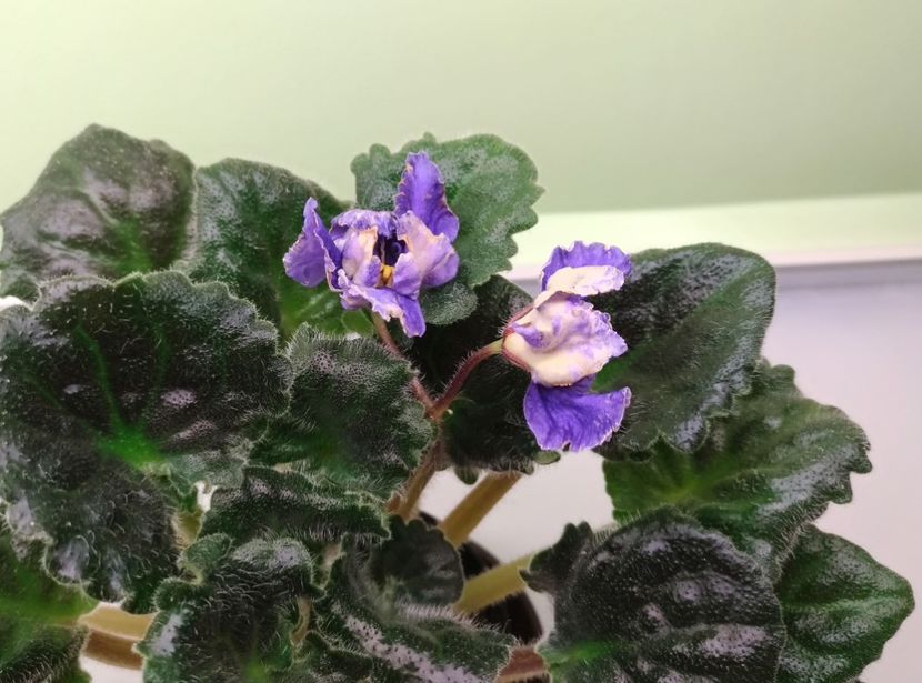 9.05.2018 - RS Jar Ptita