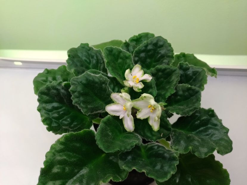 9.05.2018 - RS Nimfeja