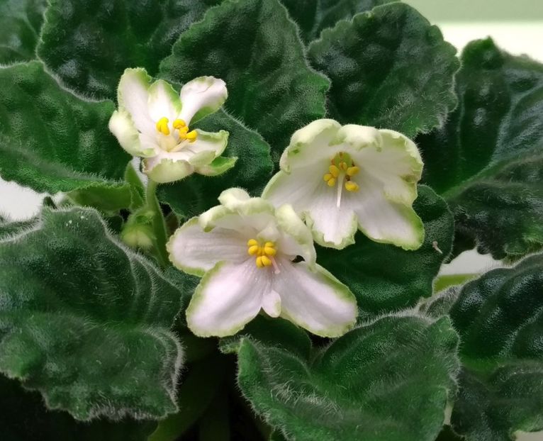 P_20180509_222910_vHDR_Auto - RS Nimfeja